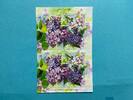 Russland 2018 Russland 2018 Folienblatt MiNr. 2546-2549 postfrisch Blumen Fliedersorten MiNr. 2546-2549 Folienblatt Blumen Fliedersorten -