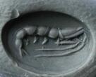Roman Intaglio In Carnelian: A Shrimp