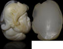   Beautiful 17th century cameo representing the profile of a bearded man... 350,00 EUR  zzgl. 11,00 EUR Versand