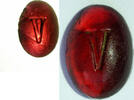  Glass intaglio with the letter V  200,00 EUR  zzgl. 11,00 EUR Versand