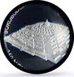 Bhutan 250 ngultrum Borobudur Temple World Wonders PR64 PCGS silver coin 2003 PP