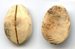Weltmünzen Ancient bone cowrie-coin (no teeth/holes), W.Zhou, 1046-771 BC, China (Schjoth#A -