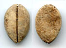 Weltmünzen Ancient bone cowrie-coin (no teeth/holes), W.Zhou, 1046-771 BC, China (Schjoth#A -