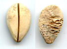 Weltmünzen Ancient bone cowrie-coin (no teeth/holes), W.Zhou, 1046-771 BC, China (Schjoth#A -