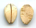 Weltmünzen Ancient bone cowrie-coin (no teeth/holes), W.Zhou, 1046-771 BC, China (Schjoth#A -