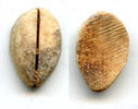 Weltmünzen Ancient bone cowrie-coin (no teeth/holes), W.Zhou, 1046-771 BC, China (Schjoth#A -