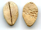 Weltmünzen Ancient bone cowrie-coin (no teeth/holes), W.Zhou, 1046-771 BC, China (Schjoth#A -