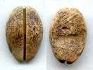 Weltmünzen Ancient bone cowrie-coin (no teeth/holes), W.Zhou, 1046-771 BC, China (Schjoth#A -