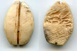 Weltmünzen Ancient bone cowrie-coin (no teeth/holes), W.Zhou, 1046-771 BC, China (Schjoth#A -