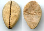 Weltmünzen Ancient bone cowrie-coin (no teeth/holes), W.Zhou, 1046-771 BC, China (Schjoth#A -