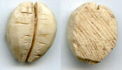 Weltmünzen Ancient bone cowrie-coin (teeth/no holes), W.Zhou, 1046-771 BC, China -