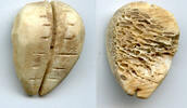 Weltmünzen Ancient bone cowrie-coin (teeth/no holes), W.Zhou, 1046-771 BC, China -