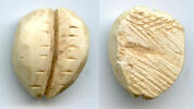 Weltmünzen Ancient bone cowrie-coin (teeth/no holes), W.Zhou, 1046-771 BC, China -