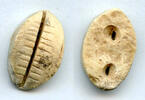 Mittelalter Ancient bone cowrie-coin (teeth and two holes), W.Zhou, 1046-771 BC, China -