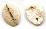 Mittelalter Rare mother of pearl cowrie-coin, W.Zhou dynasty (1046-771 BC), China - Hartill -