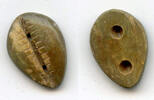 Mittelalter Rare ancient green bone cowrie-coin, W.Zhou, 1046-771 BC, China -