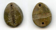 Mittelalter Rare ancient green bone cowrie-coin, W.Zhou, 1046-771 BC, China -