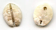 Mittelalter Rare mother of pearl cowrie-coin, W.Zhou dynasty (1046-771 BC), China - Hartill -