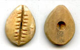 Mittelalter Rare bone cowrie-coin w/one hole, W.Zhou dynasty (1046-771 BC), China - Hartill -