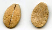 Mittelalter Ancient bone cowrie-coin (no teeth/holes), W.Zhou, 1046-771 BC, China (Schjoth#A -