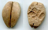 China Ancient bone cowrie-coin (no teeth/holes), W.Zhou, 1046-771 BC, China (Schjoth#A7) -