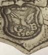 Dresden 18. Jh. Zinn / Kerzenleuchter / Barock / Johann Christian Beutrich d. Ä. 2-3
