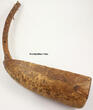 Uganda / Afrika O.J. Instrument / Adungu / Bogenharfe 2-3