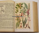 Drittes Reich 1937 Dr. Ferdinand Müller / Das große illustrierte Kräuterbuch 2-3
