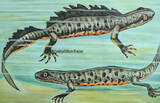 Bundesrepublik Deutschland um 1960 Schulwandkarte / Rollbild Karte / Lehrtafel / Biologie / Feuersalamander / ... 2