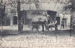 Hamburg Ansichtskarte/Postkarte/Elefanten-Mutter mit Baby. -