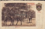 Köln Ansichtskarte/Postkarte/Köln/Zoologischer Garten/Edelhirsch. -