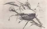 Zeitz Ansichtskarte/Postkarte/Zeitz 16. Juni 1911/Phot. Helm -