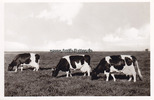 Norden Ansichtskarte / Postkarte / Ostfriesische Einzelzüchter-Sammlung -