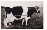 Norden Ansichtskarte / Postkarte / Ostfriesische Prämienkuh "Alwise 160418" -