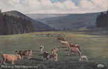 Schmücke / Gehlberg / Thüringen Ansichtskarte / Postkarte / Künstlerkarte / Die Schmücke im Thür. Wald. -