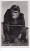 Berlin Ansichtskarte / Postkarte / Zoologischer Garten Berlin. / Gorilla Pongo, ... -