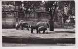 Berlin Ansichtskarte / Postkarte / Zoologischer Garten Berlin. / Elefanten-Freianlage. -