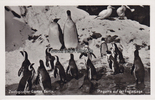 Berlin Ansichtskarte / Postkarte / Zoologischer Garten Berlin. / Pinguine auf der ... -