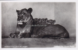 Berlin Ansichtskarte / Postkarte / Abessinische Löwin mit Jungen. / Zoologischer ... -