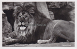 Berlin Ansichtskarte / Postkarte / Zoologischer Garten Berlin. / Mähnenlöwe -