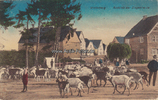 Winterberg Ansichtskarte / Postkarte / Winterberg / Austrieb der Ziegenherde -