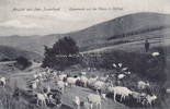 Sauerland Ansichtskarte / Postkarte / Ansicht aus dem Sauerland / Ziegenherde auf der ... -