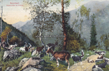 Sauerland Ansichtskarte / Postkarte / Sauerland. Ziegenherde im Gebirge. -