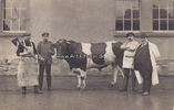 Deutsches Reich 1916 Fotokarte / Bulle im Schlachthof 3