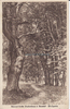 Neuwied Ansichtskarte / Postkarte / Sommerfrische Straßenhaus b. Neuwied - Waldpartie -