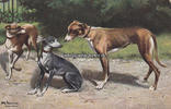 Deutsches Reich Ansichtskarte / Künstlerkarte / Hunde / Theo Stroefer, Nürnberg. Serie 537.Nr.4 -