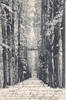 1904 Ansichtskarte / Postkarte / Eutin / Allee im Schlossgarten. 2