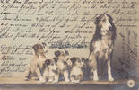 Deutsches Reich Ansichtskarte / Postkarte / Hunde -