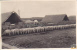 Deutsches Reich Fotokarte / Schweinemast -