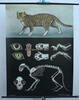 Bundesrepublik Deutschland Schulwandkarte / Rollbild Karte / Lehrtafel / Biologie / Hauskatze -